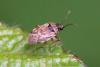 Hyalochilus ovatulus